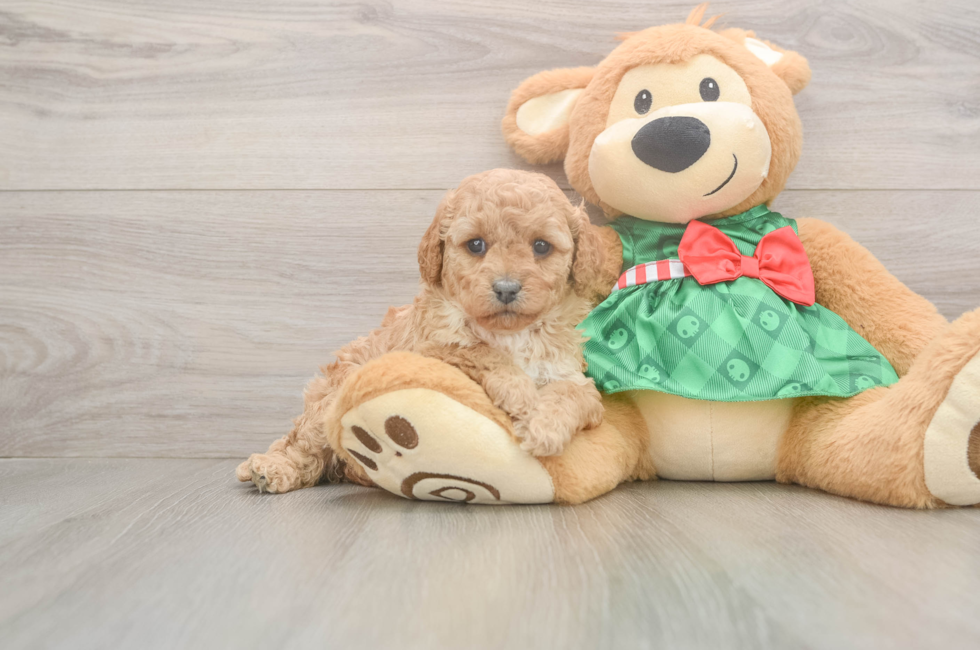 5 week old Cavapoo Puppy For Sale - Simply Southern Pups