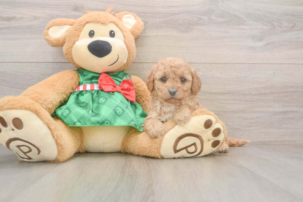 Cavapoo Pup Being Cute