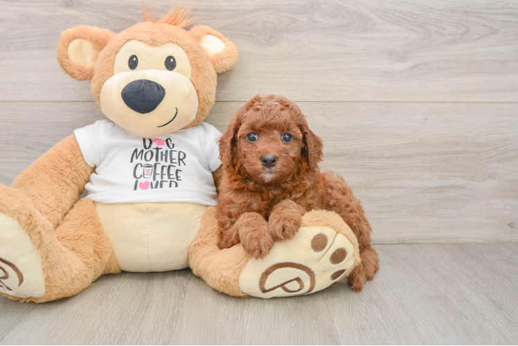 Cavapoo Puppy for Adoption