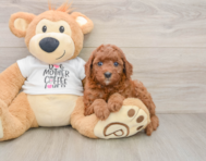 7 week old Cavapoo Puppy For Sale - Simply Southern Pups