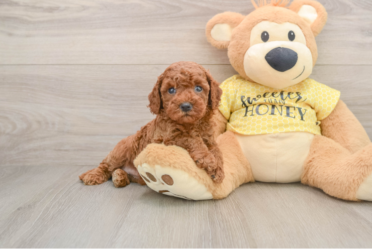 Cavapoo Puppy for Adoption