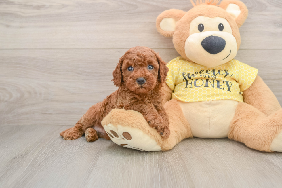 Cavapoo Puppy for Adoption