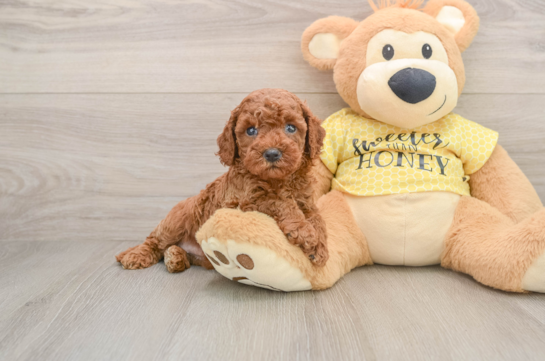 Cavapoo Puppy for Adoption