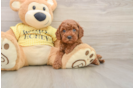 Best Cavapoo Baby