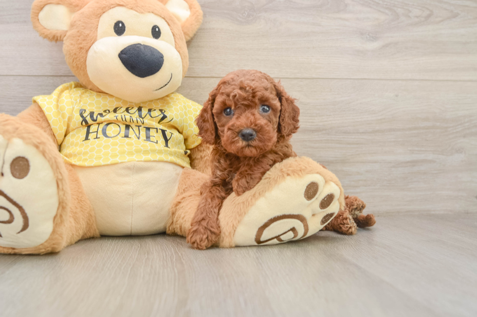 Best Cavapoo Baby