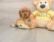 7 week old Cavapoo Puppy For Sale - Simply Southern Pups