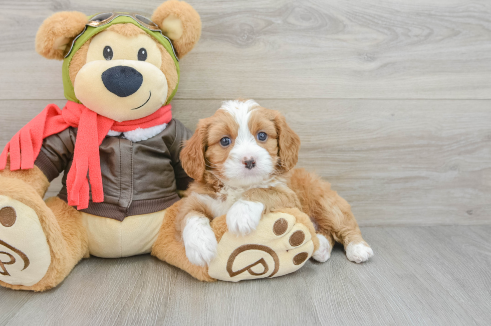 5 week old Cavapoo Puppy For Sale - Simply Southern Pups