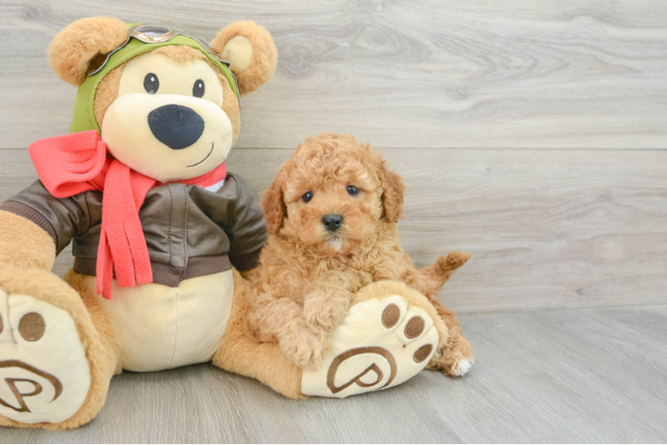 Popular Cavapoo Poodle Mix Pup