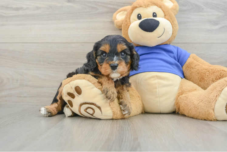 Petite Cavapoo Poodle Mix Pup