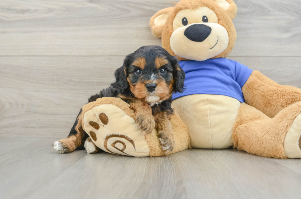 5 week old Cavapoo Puppy For Sale - Simply Southern Pups