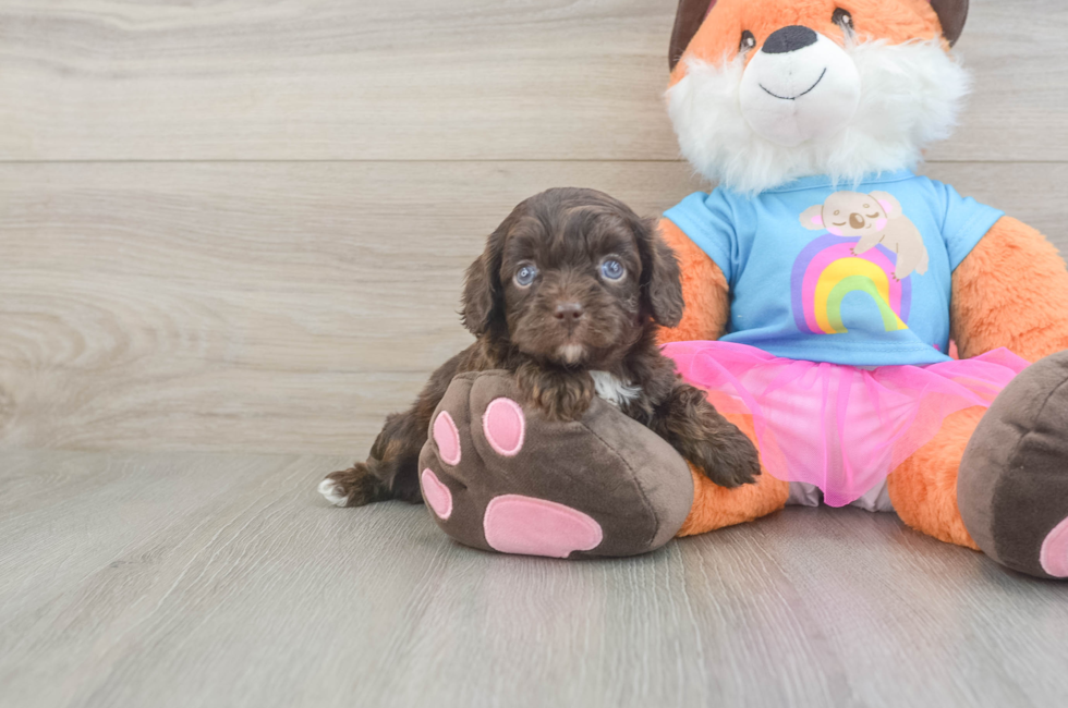 5 week old Cavapoo Puppy For Sale - Simply Southern Pups