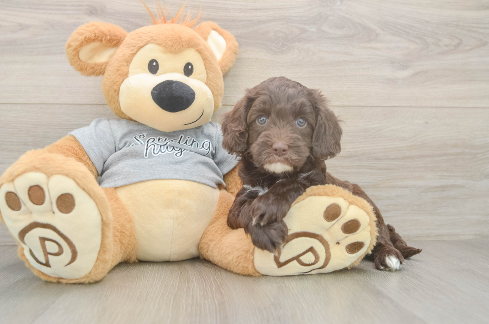 6 week old Cavapoo Puppy For Sale - Simply Southern Pups