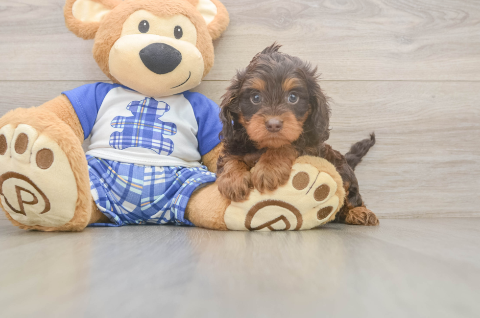 5 week old Cavapoo Puppy For Sale - Simply Southern Pups