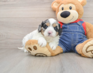 8 week old Cavapoo Puppy For Sale - Simply Southern Pups