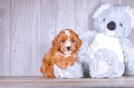 Best Cavapoo Baby