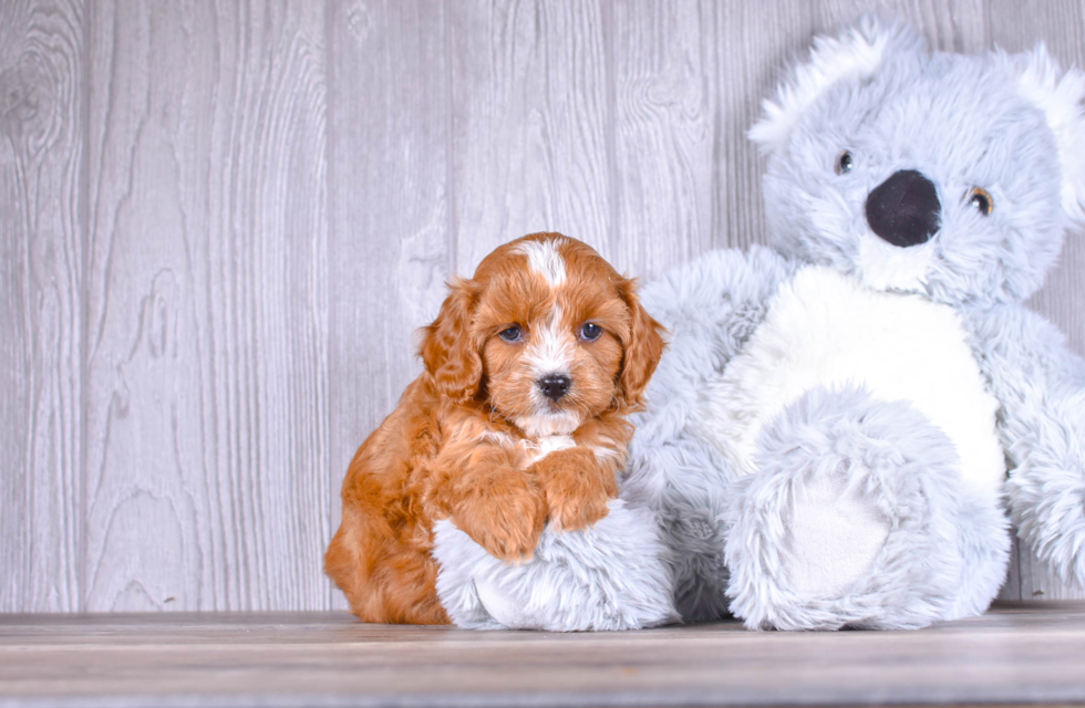 Best Cavapoo Baby