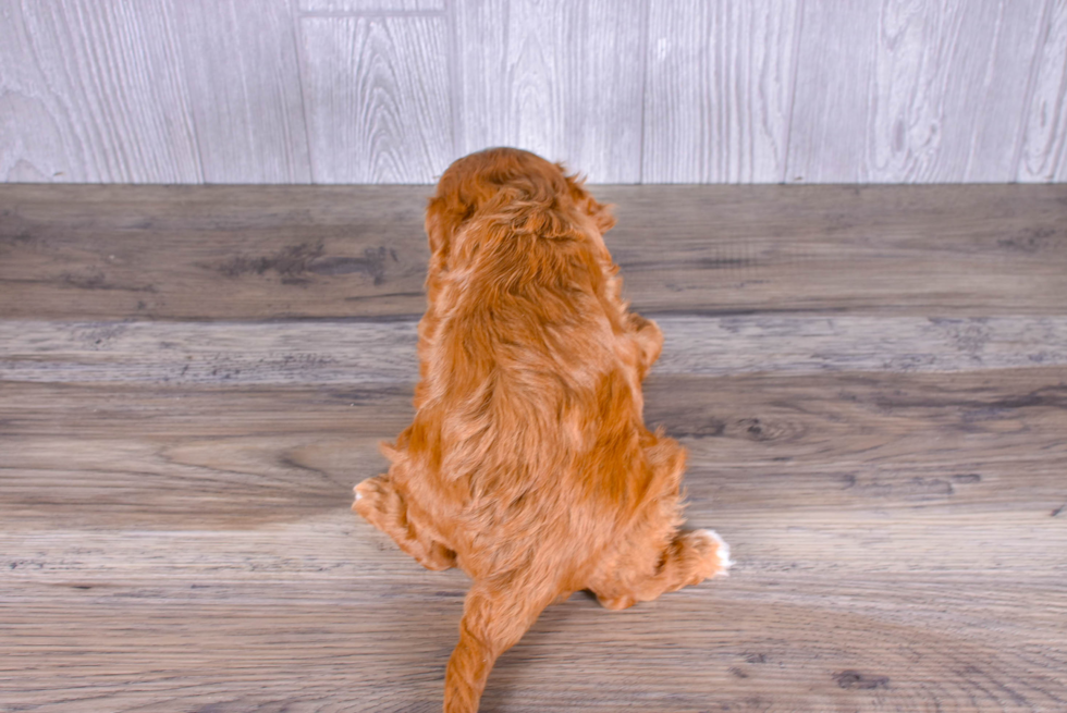 Cute Cavadoodle Poodle Mix Puppy