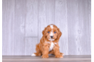 Cute Cavalier King Charles Spaniel and Poodle Mix Poodle Mix Puppy