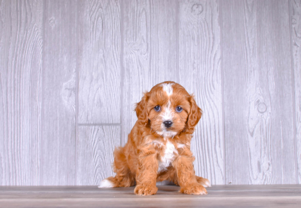 Cute Cavalier King Charles Spaniel and Poodle Mix Poodle Mix Puppy