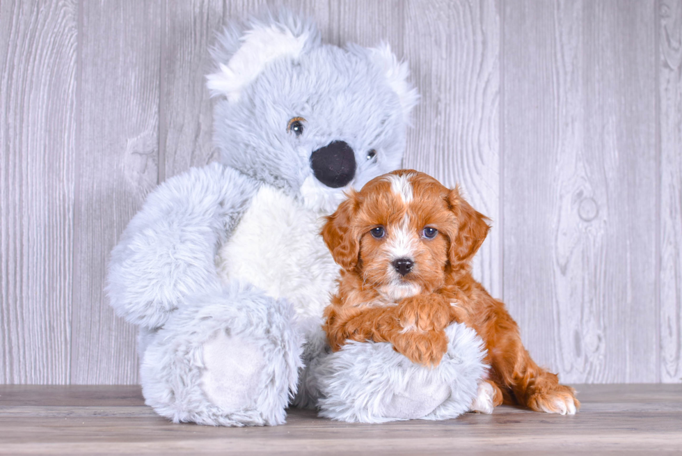 Best Cavapoo Baby