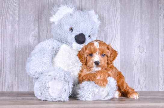 Best Cavapoo Baby