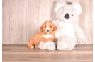 Cute Cavapoo Baby