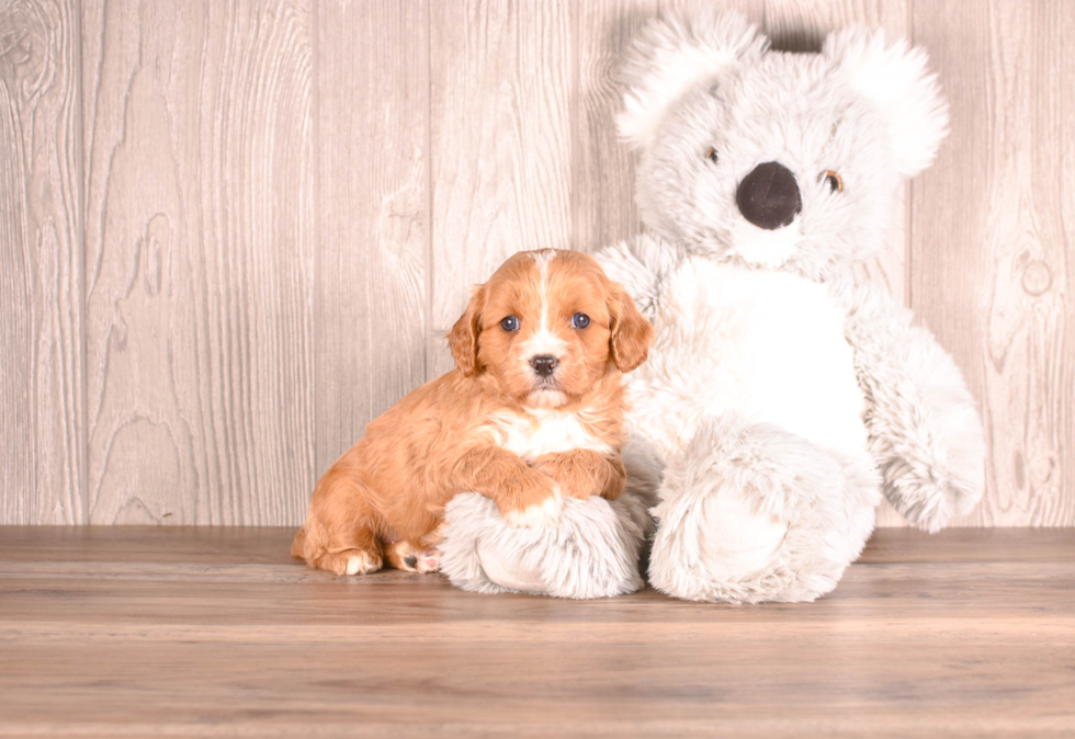 Cute Cavapoo Baby
