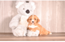 Cavapoo Pup Being Cute