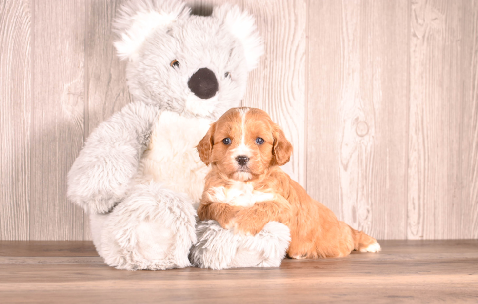 Cavapoo Pup Being Cute