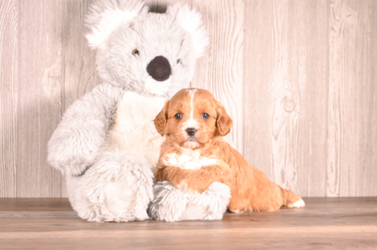 Cavapoo Pup Being Cute