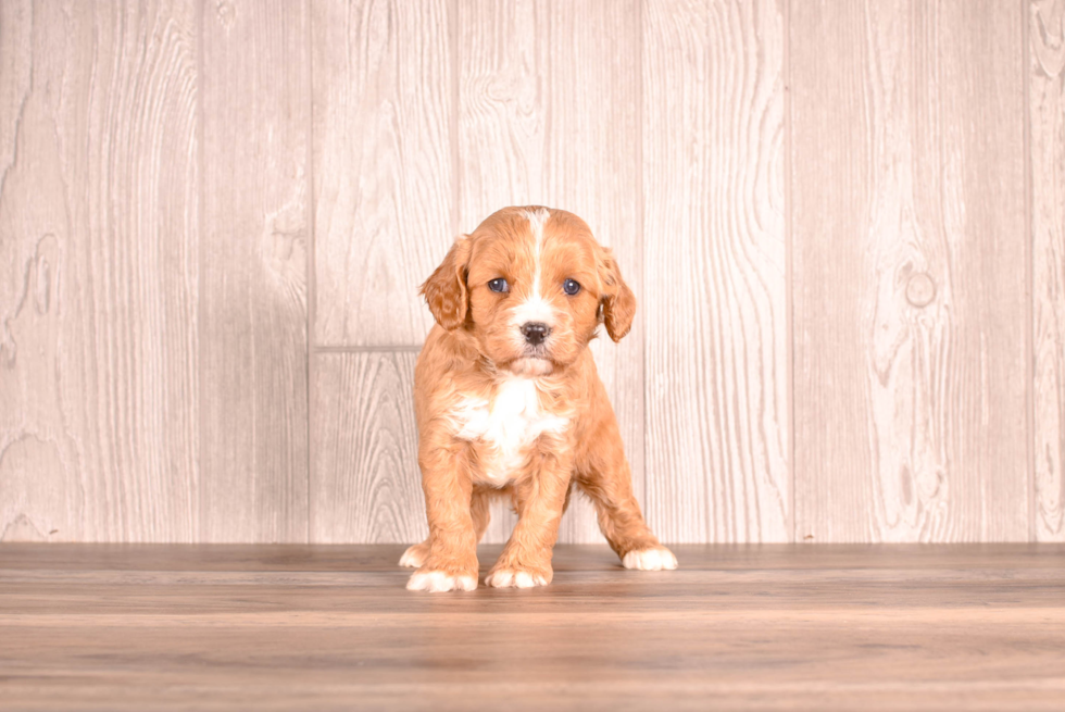 Best Cavapoo Baby