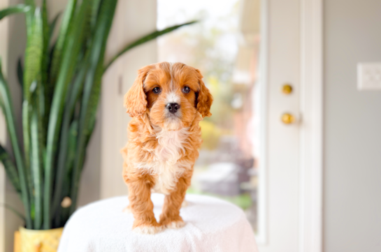Cavapoo Puppy for Adoption
