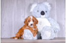 Cavapoo Puppy for Adoption