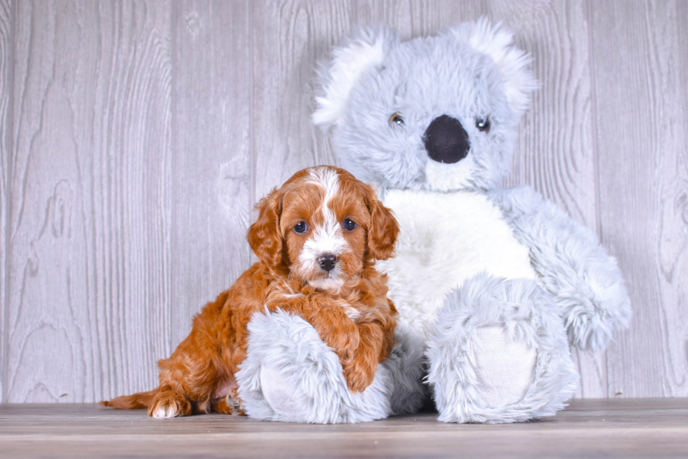 Cavapoo Puppy for Adoption
