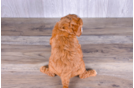 Cute Cavapoo Poodle Mix Pup