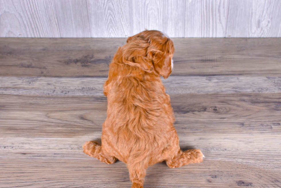 Cute Cavapoo Poodle Mix Pup
