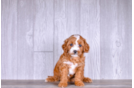Best Cavapoo Baby