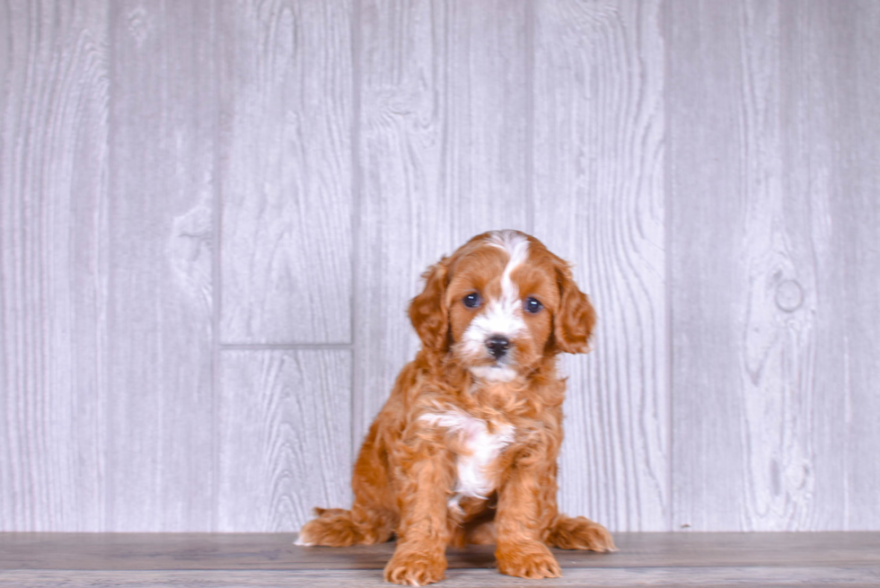 Best Cavapoo Baby