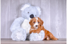 Cute Cavapoo Baby