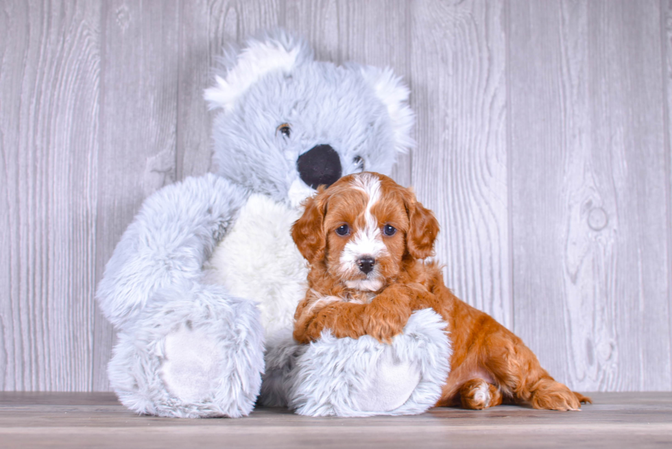 Cute Cavapoo Baby