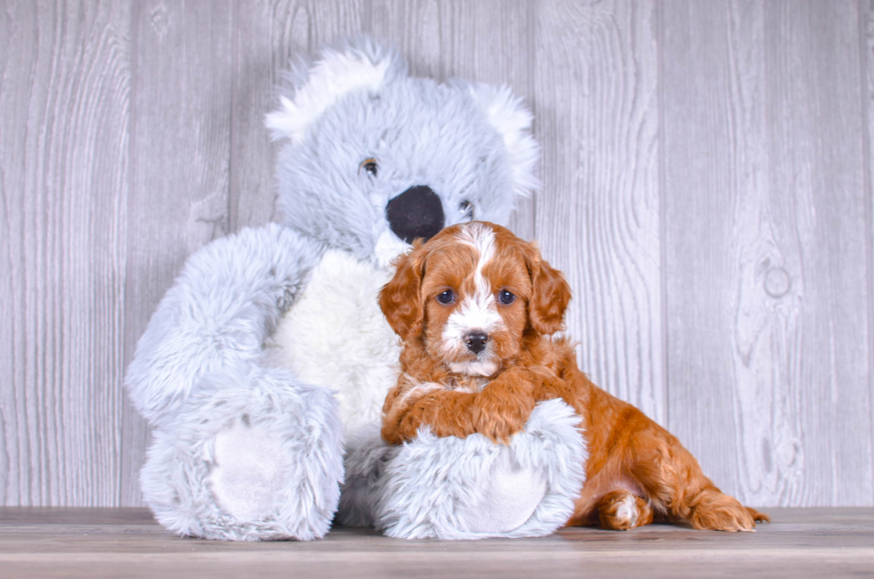 7 week old Cavapoo Puppy For Sale - Simply Southern Pups