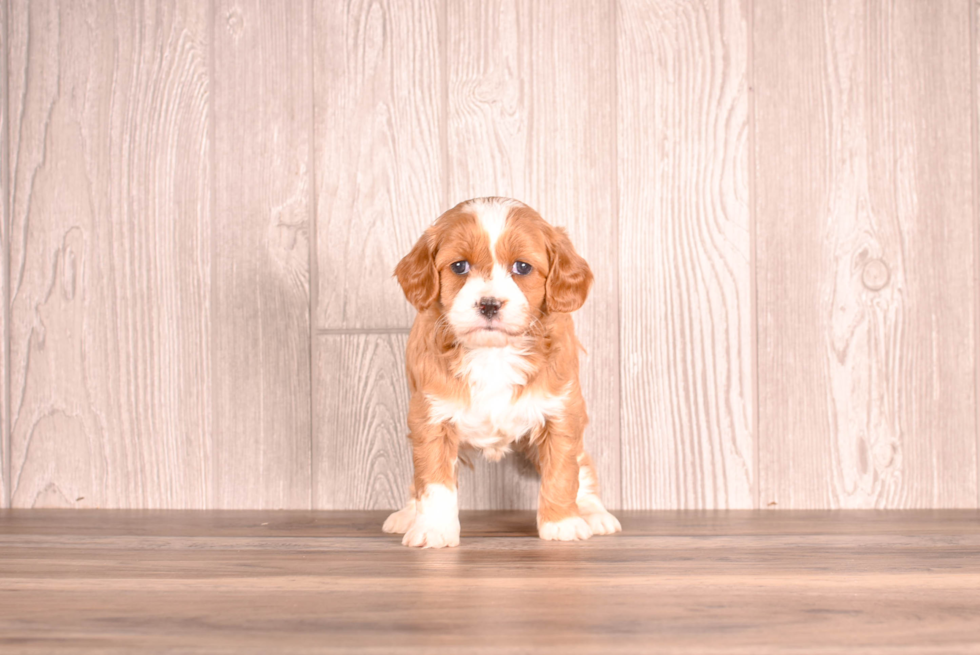 Cute Cavipoo Poodle Mix Puppy