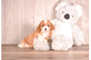 Cavapoo Pup Being Cute