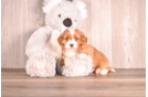 Cavapoo Puppy for Adoption