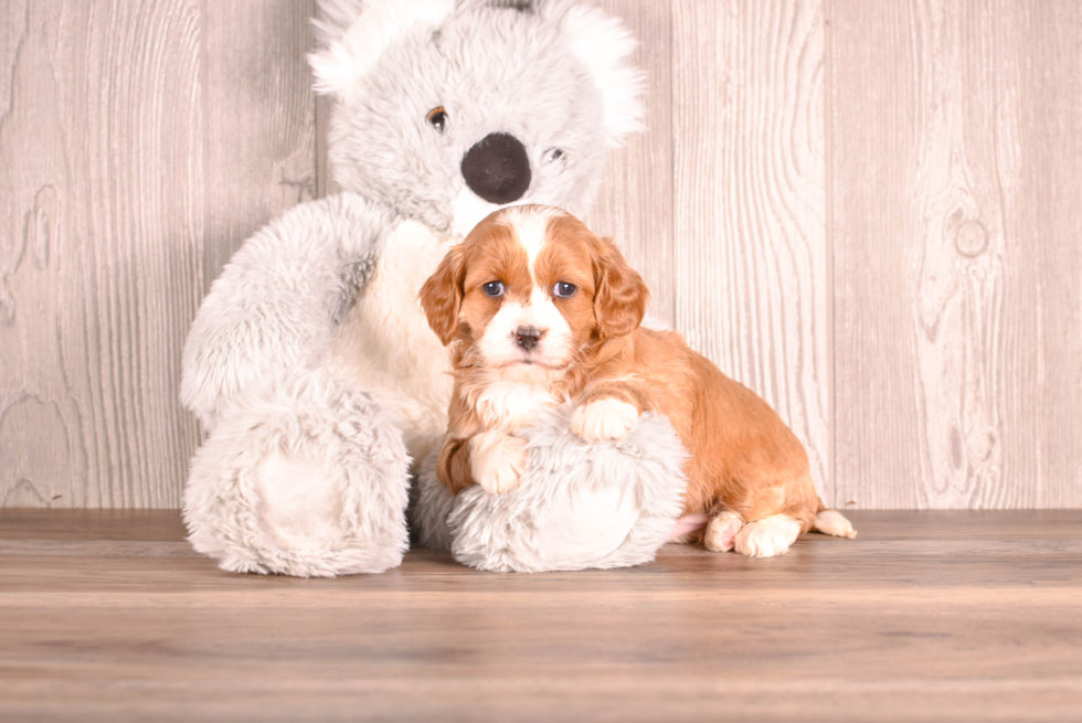 Cavapoo Puppy for Adoption