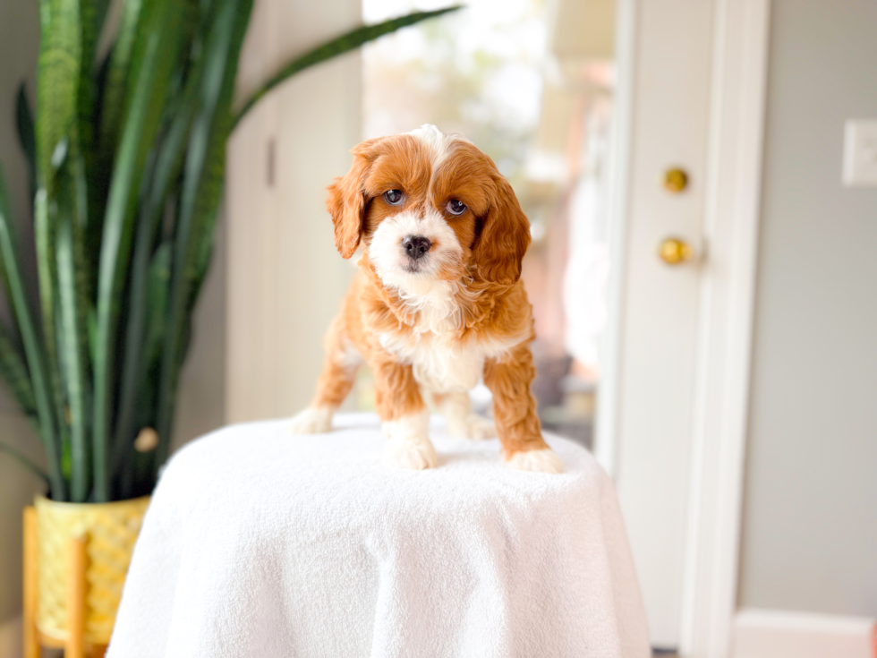 Cavapoo Pup Being Cute