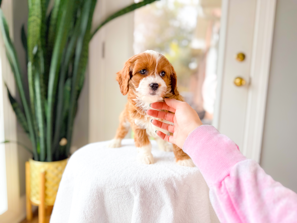 Cavapoo Pup Being Cute