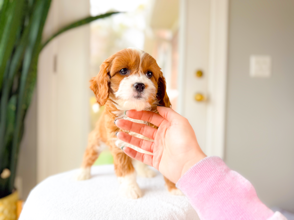Cute Cavapoo Baby