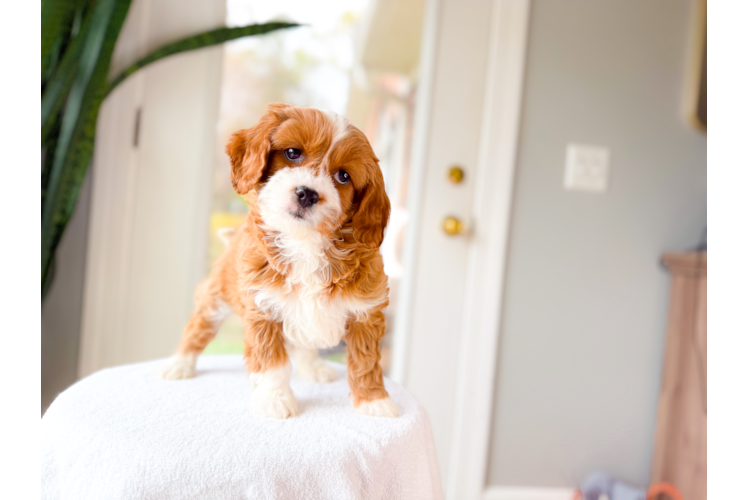 Cute Cavapoo Baby