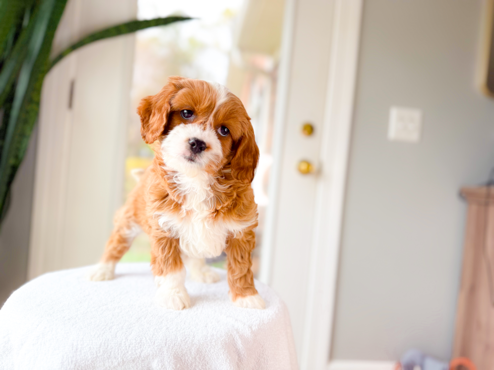 Cute Cavapoo Baby